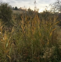 Phragmites australis (Common Reed) at Yass, NSW - 14 May 2017 by Floramaya