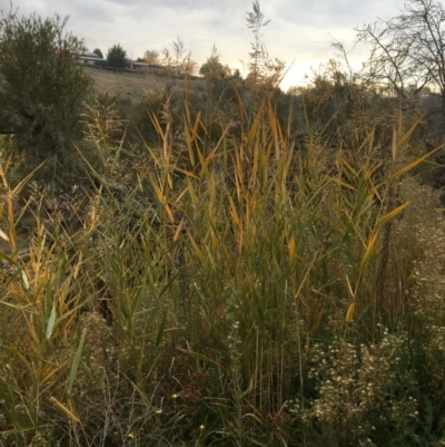 Phragmites australis (Common Reed) at Yass, NSW - 13 May 2017 by Floramaya