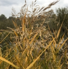 Phragmites australis at Yass, NSW - 14 May 2017