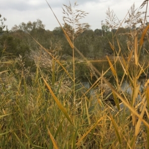 Phragmites australis at Yass, NSW - 14 May 2017 08:51 AM