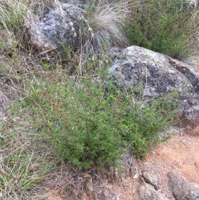 Dodonaea boroniifolia (Boronia hopbush) at Yass, NSW - 14 May 2017 by Floramaya