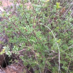Dodonaea boroniifolia at Yass, NSW - 14 May 2017