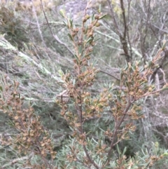 Kunzea ericoides (Burgan) at Yass, NSW - 13 May 2017 by Floramaya