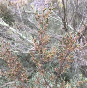 Kunzea ericoides at Yass, NSW - 14 May 2017 09:10 AM