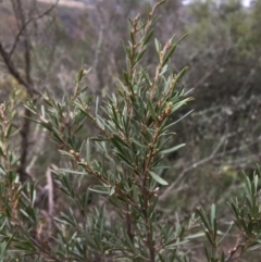 Kunzea ericoides at Yass, NSW - 14 May 2017