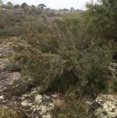 Kunzea ericoides at Yass, NSW - 14 May 2017 09:10 AM