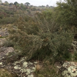 Kunzea ericoides at Yass, NSW - 14 May 2017