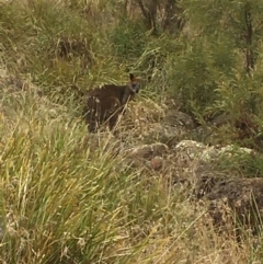 Wallabia bicolor (Swamp Wallaby) at Yass, NSW - 14 May 2017 by Floramaya