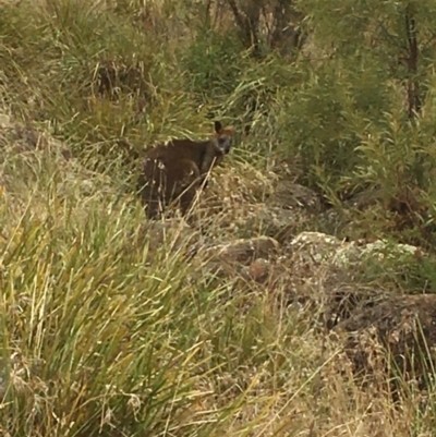 Wallabia bicolor (Swamp Wallaby) at Yass, NSW - 14 May 2017 by Floramaya