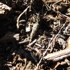 Hednota species near grammellus (Pyralid or snout moth) at Hackett, ACT - 18 Apr 2017 by Qwerty