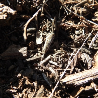 Hednota species near grammellus (Pyralid or snout moth) at Mount Majura - 17 Apr 2017 by Qwerty