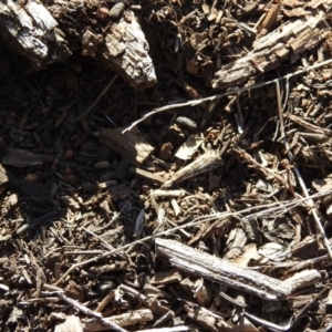 Hednota species near grammellus at Hackett, ACT - 18 Apr 2017 12:00 AM