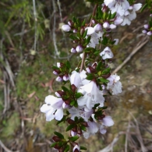 Prostanthera phylicifolia at Bolaro, NSW - 20 Dec 2016