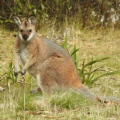 Notamacropus rufogriseus (Red-necked Wallaby) at Uriarra, NSW - 11 May 2017 by Qwerty