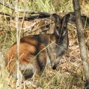 Notamacropus rufogriseus at Hackett, ACT - 13 May 2017