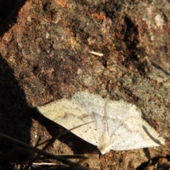 Nearcha ursaria (Common Nearcha) at Hackett, ACT - 12 May 2017 by Qwerty