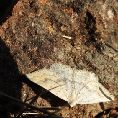 Nearcha ursaria (Common Nearcha) at Hackett, ACT - 13 May 2017 by Qwerty