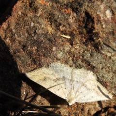 Nearcha ursaria (Common Nearcha) at Mount Majura - 12 May 2017 by Qwerty