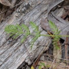 Oreomyrrhis sp. (A Carraway) at Bolaro, NSW - 23 Jan 2017 by DavidMcKay