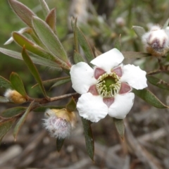 Leptospermum grandifolium (Woolly Teatree, Mountain Tea-tree) at Bolaro, NSW - 12 Aug 2017 by DavidMcKay