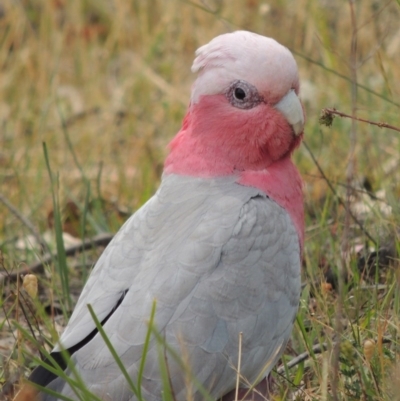 Eolophus roseicapilla (Galah) at Tuggeranong Hill - 17 Nov 2014 by michaelb