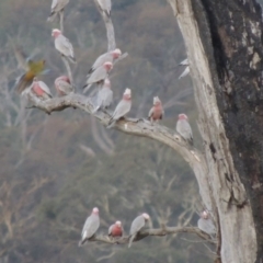 Eolophus roseicapilla (Galah) at Point Hut to Tharwa - 10 Feb 2015 by MichaelBedingfield