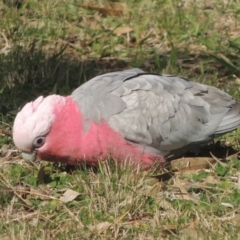 Eolophus roseicapilla (Galah) at Tharwa, ACT - 23 Mar 2017 by MichaelBedingfield