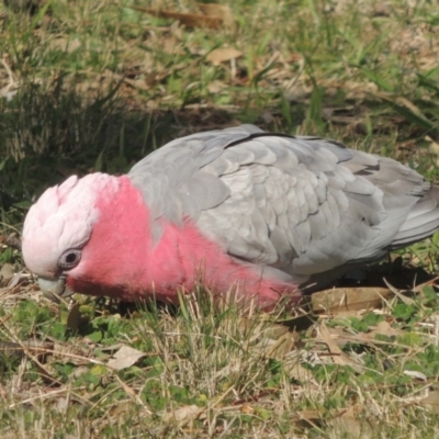 Eolophus roseicapilla (Galah) at Point Hut to Tharwa - 22 Mar 2017 by michaelb