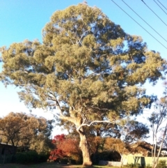 Eucalyptus melliodora (Yellow Box) at Hughes, ACT - 12 May 2017 by ruthkerruish