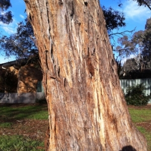 Eucalyptus melliodora at Hughes Garran Woodland - 12 May 2017 02:53 PM