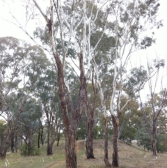 Eucalyptus melliodora at Hughes Garran Woodland - 12 May 2017