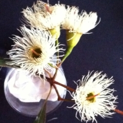 Eucalyptus melliodora at Hughes Garran Woodland - 12 May 2017