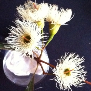 Eucalyptus melliodora at Hughes Garran Woodland - 12 May 2017 02:53 PM