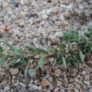 Lythrum hyssopifolia at Paddys River, ACT - 26 Feb 2017