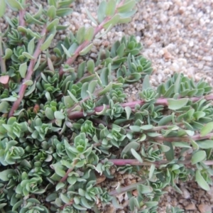 Lythrum hyssopifolia at Paddys River, ACT - 26 Feb 2017 08:16 PM