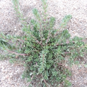 Lythrum hyssopifolia at Paddys River, ACT - 26 Feb 2017 08:16 PM