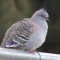 Ocyphaps lophotes (Crested Pigeon) at Coombs Ponds - 12 May 2017 by michaelb