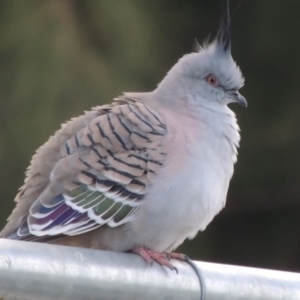 Ocyphaps lophotes at Coombs, ACT - 13 May 2017