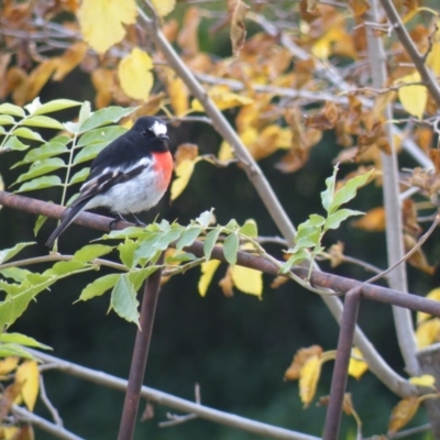 Petroica boodang (Scarlet Robin) at Deakin, ACT - 14 May 2017 by Ryl