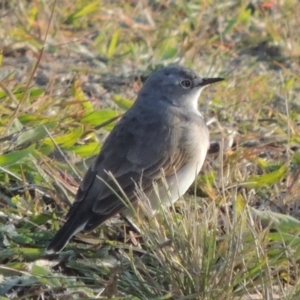 Epthianura albifrons at Coombs, ACT - 13 May 2017 05:32 PM