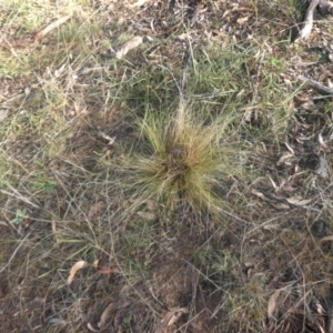 Nassella trichotoma at Campbell, ACT - 15 May 2017