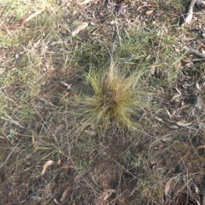Nassella trichotoma (Serrated Tussock) at Mount Ainslie - 15 May 2017 by SilkeSma
