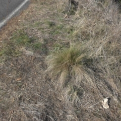 Nassella trichotoma (Serrated Tussock) at Mount Ainslie - 15 May 2017 by SilkeSma