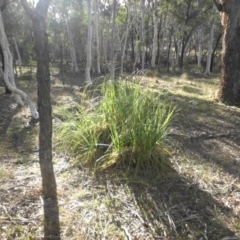 Cortaderia selloana (Pampas Grass) at Majura, ACT - 15 May 2017 by SilkeSma