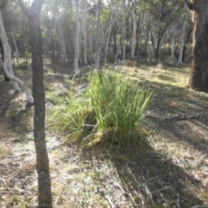 Cortaderia selloana at Majura, ACT - 15 May 2017