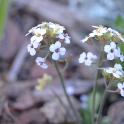 Drabastrum alpestre (Mountain Cress) at Bolaro, NSW - 15 Nov 2016 by DavidMcKay