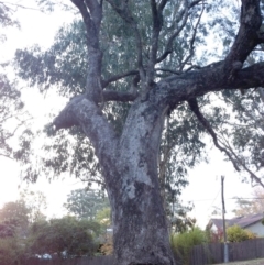 Eucalyptus bridgesiana (Apple Box) at Hughes Garran Woodland - 4 Aug 2018 by ruthkerruish