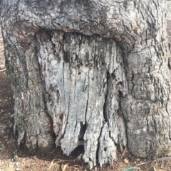 Eucalyptus bridgesiana at Hughes, ACT - 4 Aug 2018