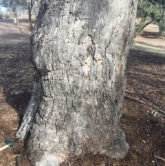 Eucalyptus bridgesiana at Hughes, ACT - 4 Aug 2018