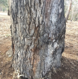 Eucalyptus bridgesiana at Hughes, ACT - 4 Aug 2018 12:01 PM